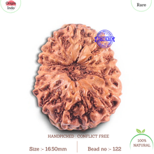 Load image into Gallery viewer, 15 Mukhi Indonesian Rudraksha - Bead No. 122

