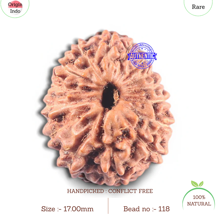 15 Mukhi Indonesian Rudraksha - Bead No. 118