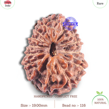 Load image into Gallery viewer, 15 Mukhi Indonesian Rudraksha - Bead No. 116
