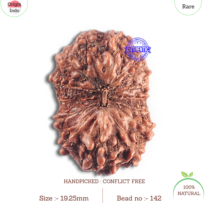 15 Mukhi Indonesian Rudraksha - Bead No. 142