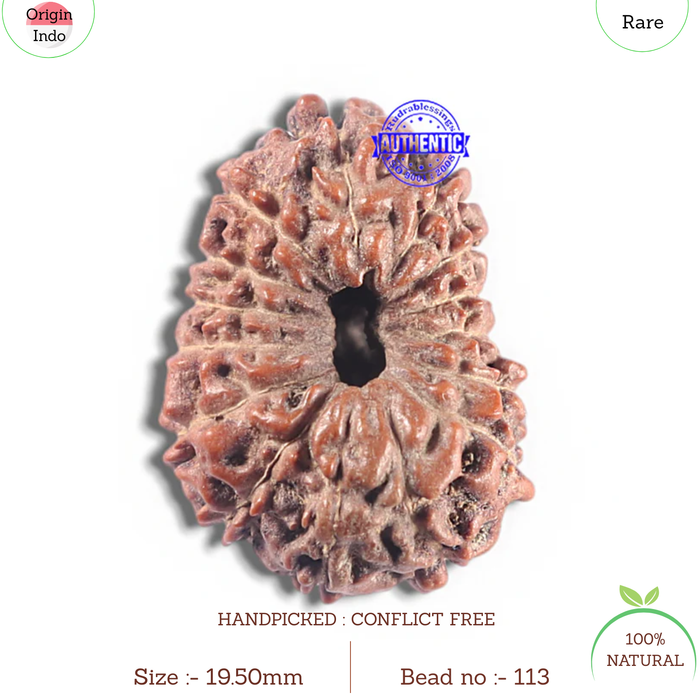 15 Mukhi Indonesian Rudraksha - Bead No. 113