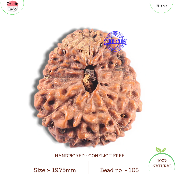 15 Mukhi Indonesian Rudraksha - Bead No. 108