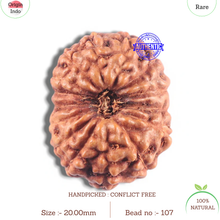 Load image into Gallery viewer, 15 Mukhi Indonesian Rudraksha - Bead No. 107
