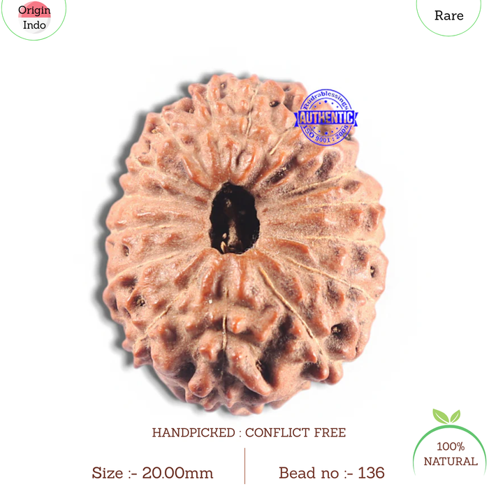 15 Mukhi Indonesian Rudraksha - Bead No. 136