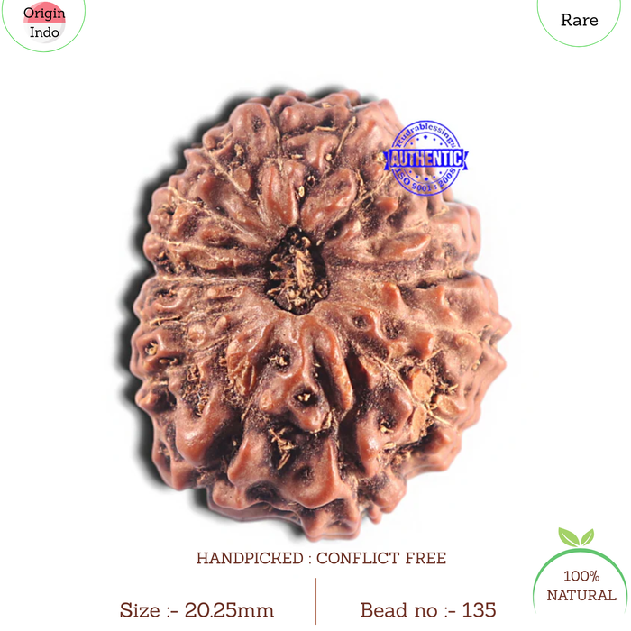 15 Mukhi Indonesian Rudraksha - Bead No. 135