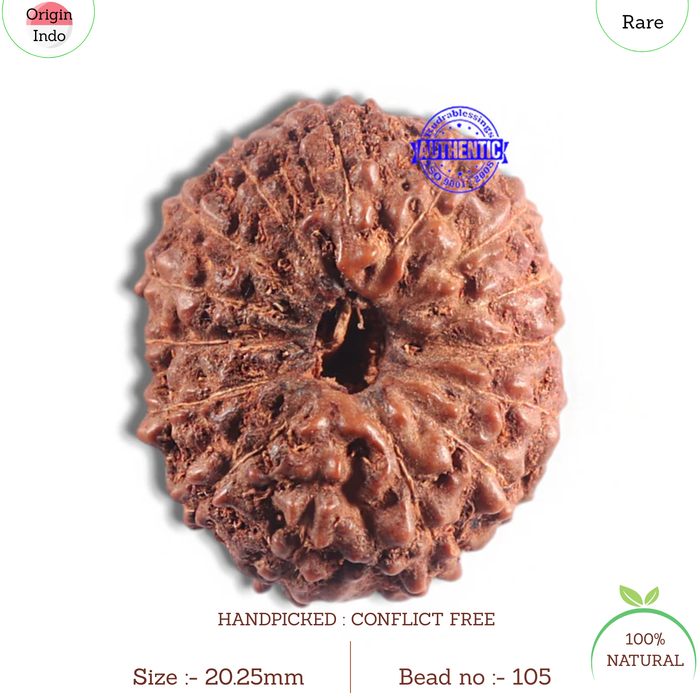 15 Mukhi Indonesian Rudraksha - Bead No. 105