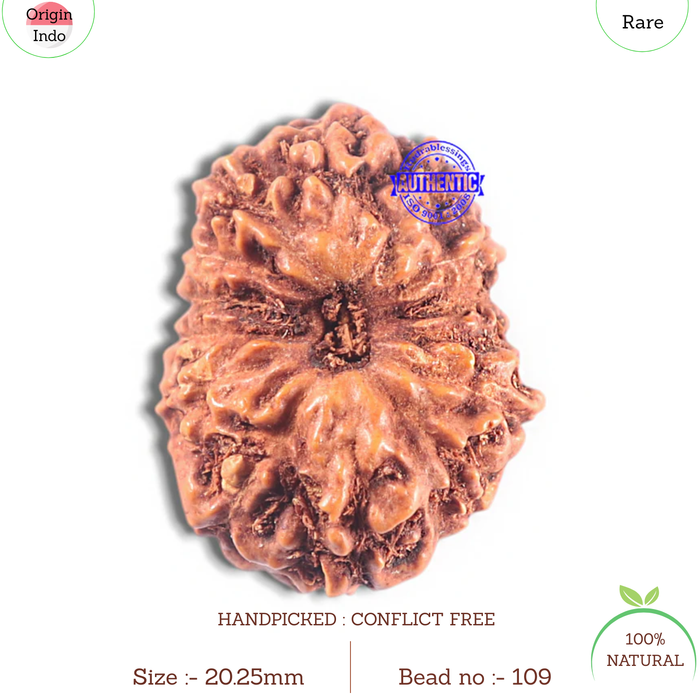 15 Mukhi Indonesian Rudraksha - Bead No. 109