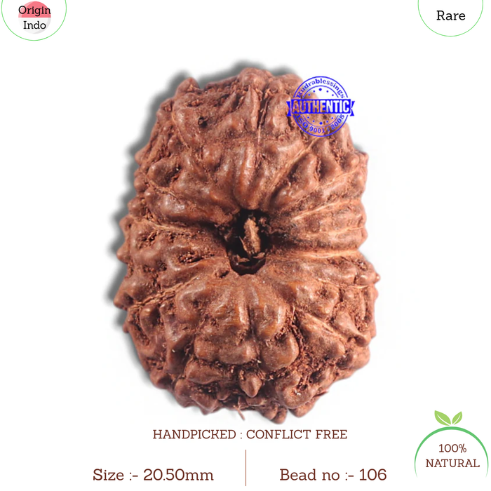 15 Mukhi Indonesian Rudraksha - Bead No. 106