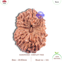 Load image into Gallery viewer, 15 Mukhi Indonesian Rudraksha - Bead No. 111
