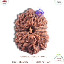 Load image into Gallery viewer, 15 Mukhi Indonesian Rudraksha - Bead No. 104
