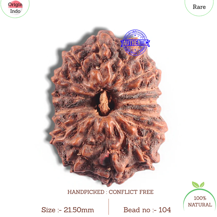 15 Mukhi Indonesian Rudraksha - Bead No. 104