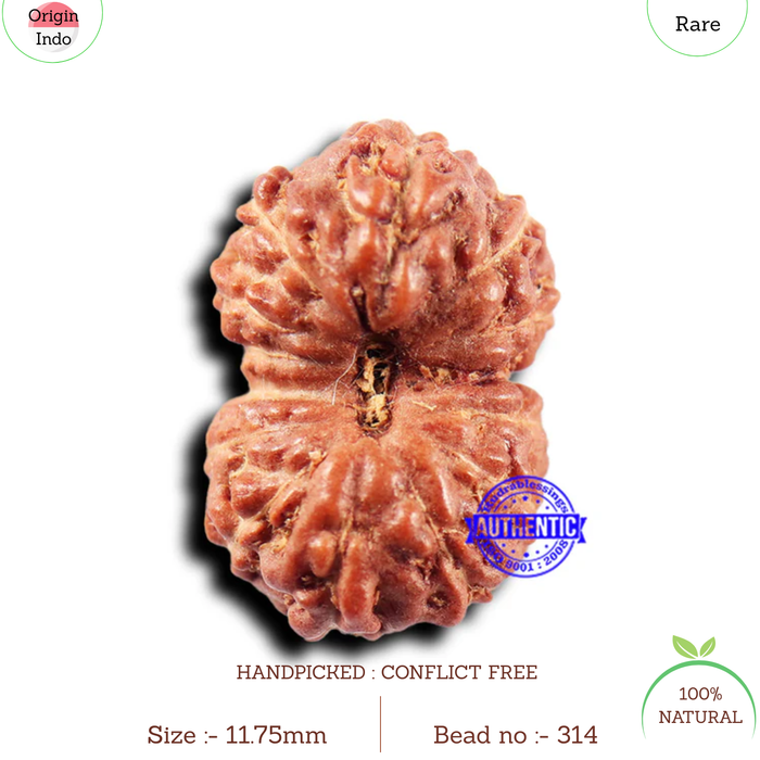 14 mukhi Indonesian Rudraksha -  Bead No. 314
