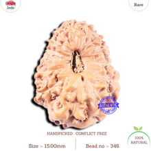 Load image into Gallery viewer, 14 mukhi Indonesian Rudraksha -  Bead No. 346
