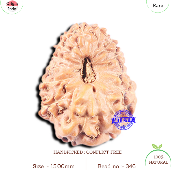 14 mukhi Indonesian Rudraksha -  Bead No. 346