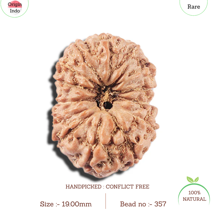 14 mukhi Indonesian Rudraksha -  Bead No. 357