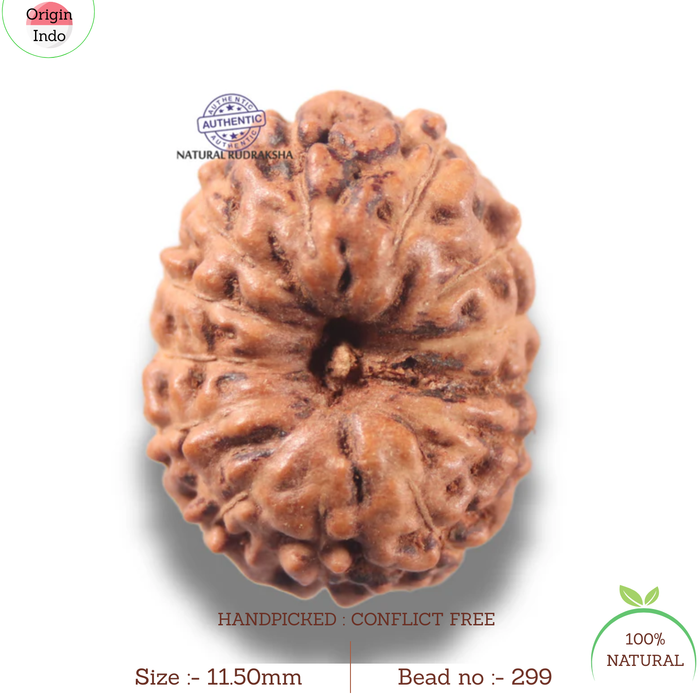 13 Mukhi Indonesian Rudraksha - Bead No 299