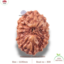 Load image into Gallery viewer, 13 Mukhi Indonesian Rudraksha - Bead No 300
