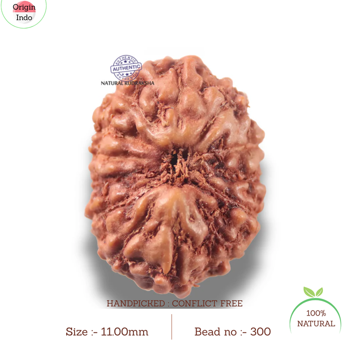 13 Mukhi Indonesian Rudraksha - Bead No 300