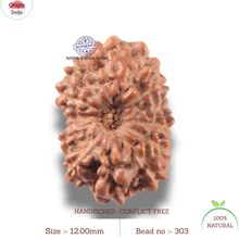 Load image into Gallery viewer, 13 Mukhi Indonesian Rudraksha - Bead No 303

