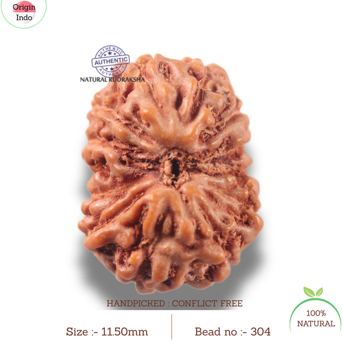 13 Mukhi Indonesian Rudraksha - Bead No 304