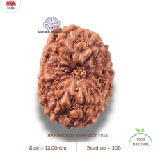 Load image into Gallery viewer, 13 Mukhi Indonesian Rudraksha - Bead No 306
