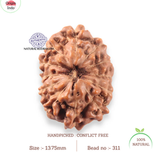 Load image into Gallery viewer, 13 Mukhi Indonesian Rudraksha - Bead No 311
