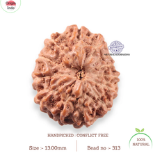 Load image into Gallery viewer, 13 Mukhi Indonesian Rudraksha - Bead No 313
