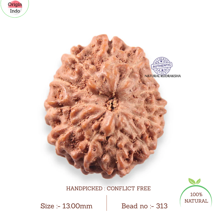 13 Mukhi Indonesian Rudraksha - Bead No 313