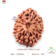 Load image into Gallery viewer, 13 Mukhi Indonesian Rudraksha - Bead No 314
