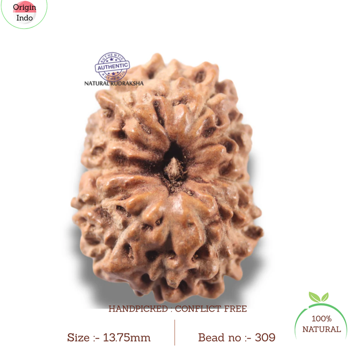 13 Mukhi Indonesian Rudraksha - Bead No 309