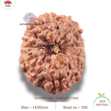 Load image into Gallery viewer, 13 Mukhi Indonesian Rudraksha - Bead No 319
