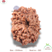 Load image into Gallery viewer, 13 Mukhi Indonesian Rudraksha - Bead No 320
