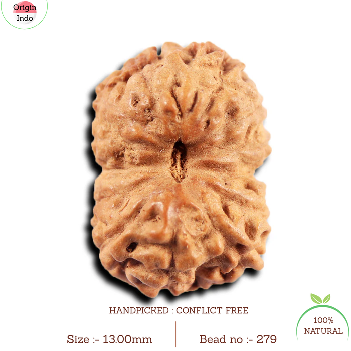 13 Mukhi Indonesian Rudraksha - Bead No 279