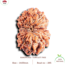 Load image into Gallery viewer, 13 Mukhi Indonesian Rudraksha - Bead No 285
