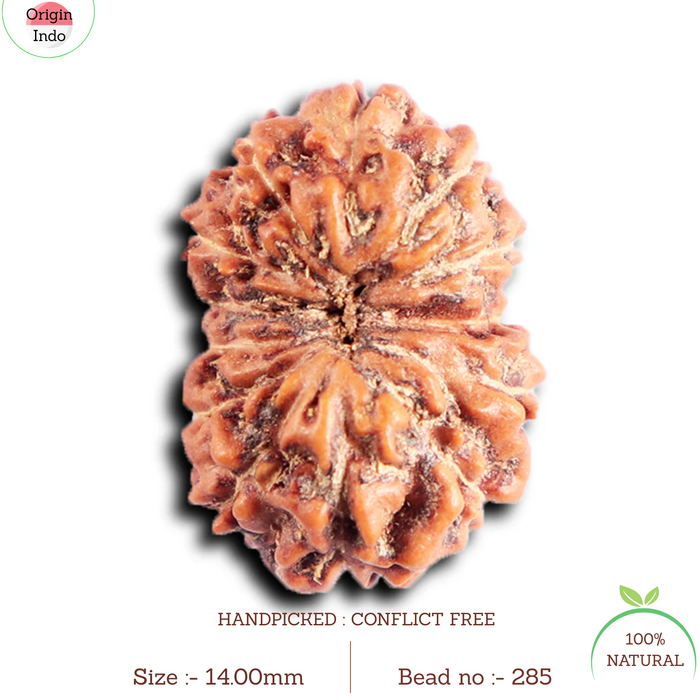 13 Mukhi Indonesian Rudraksha - Bead No 285
