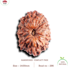 Load image into Gallery viewer, 13 Mukhi Indonesian Rudraksha - Bead No 286
