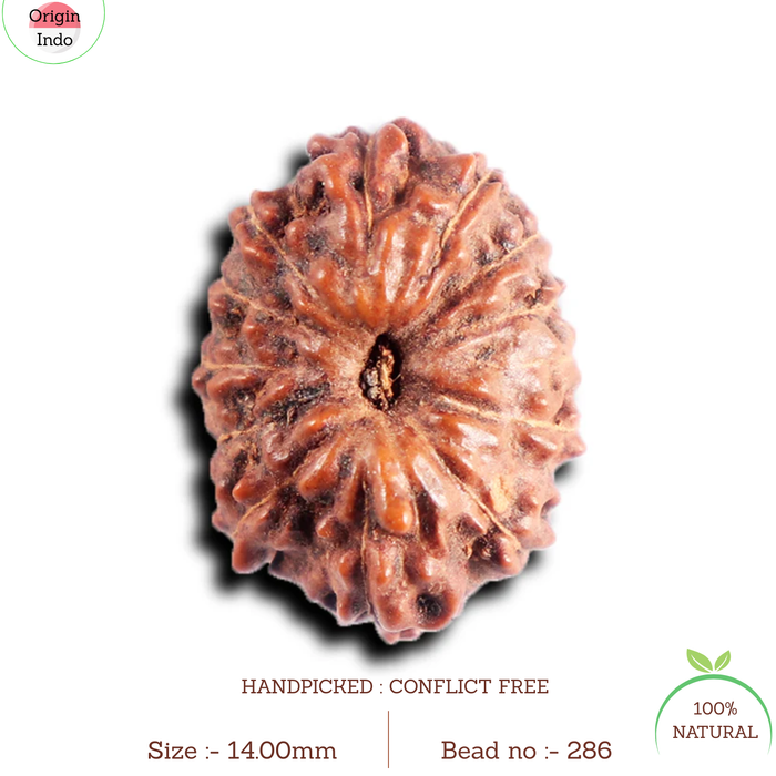 13 Mukhi Indonesian Rudraksha - Bead No 286