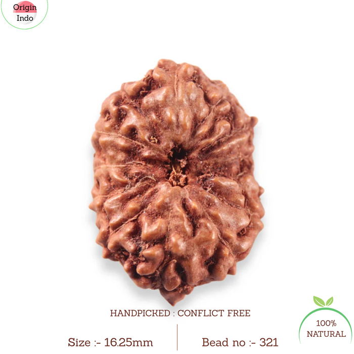 13 Mukhi Indonesian Rudraksha - Bead No. 321
