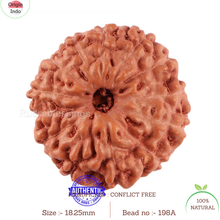 Load image into Gallery viewer, 13 Mukhi Indonesian Rudraksha - Bead No. 198A
