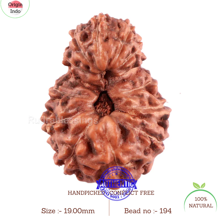 13 Mukhi Indonesian Rudraksha - Bead No. 194
