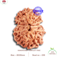 Load image into Gallery viewer, 13 Mukhi Indonesian Rudraksha - Bead No. 239
