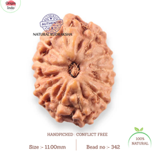 Load image into Gallery viewer, 12 Mukhi Indonesian Rudraksha - Bead No. 342
