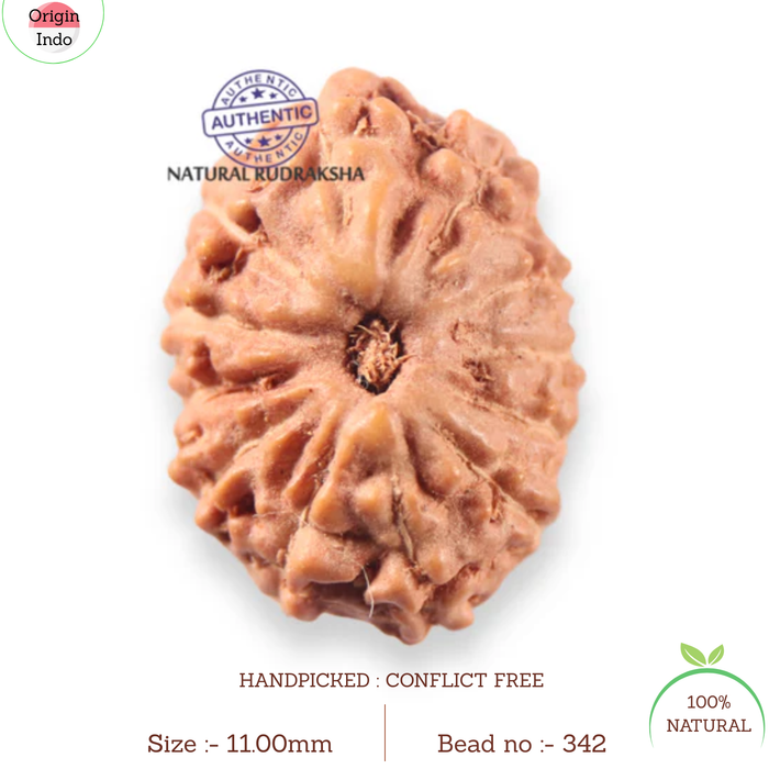12 Mukhi Indonesian Rudraksha - Bead No. 342