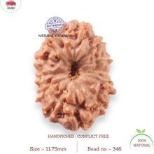 Load image into Gallery viewer, 12 Mukhi Indonesian Rudraksha - Bead No. 346
