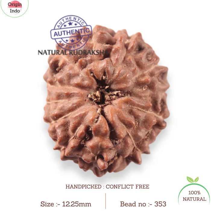 12 Mukhi Indonesian Rudraksha - Bead No. 353