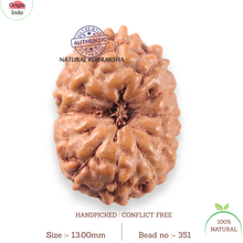 Load image into Gallery viewer, 12 Mukhi Indonesian Rudraksha - Bead No. 351
