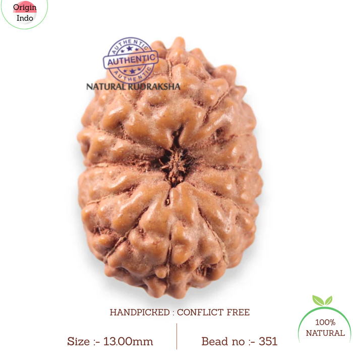 12 Mukhi Indonesian Rudraksha - Bead No. 351