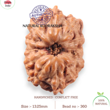 Load image into Gallery viewer, 12 Mukhi Indonesian Rudraksha - Bead No. 360
