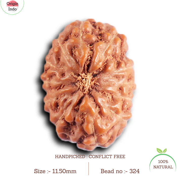 12 Mukhi Indonesian Rudraksha - Bead No. 324