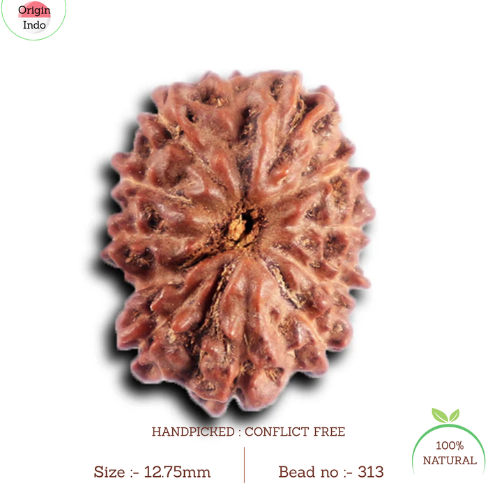 12 Mukhi Indonesian Rudraksha - Bead No.  313